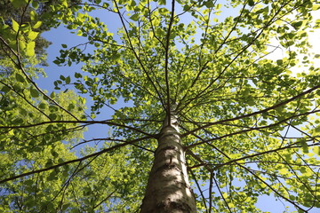 The crown of a tree with young green leaves against a blue sky on a spring morning