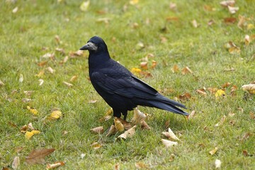 The rook (Corvus frugilegus) is a member of the Corvidae in the passerine order of birds. As a winter guest from Russia in Hanover from October to the end of March. 