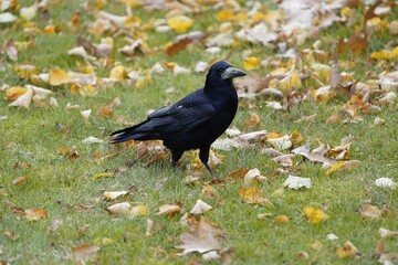 The rook (Corvus frugilegus) is a member of the Corvidae in the passerine order of birds. As a winter guest from Russia in Hanover from October to the end of March. 