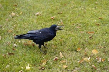 The rook (Corvus frugilegus) is a member of the Corvidae in the passerine order of birds. As a winter guest from Russia in Hanover from October to the end of March. 