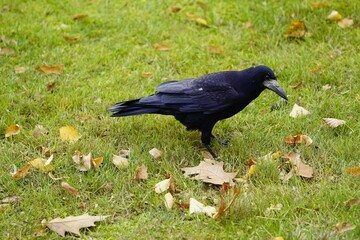 The rook (Corvus frugilegus) is a member of the Corvidae in the passerine order of birds. As a winter guest from Russia in Hanover from October to the end of March. 