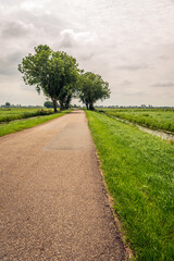 Long polder road with trees near the village of Ottoland, municipality of Molenlanden, Alblasserwaard, province of South Holland. The photo was taken on a cloudy day at the beginning of summer.