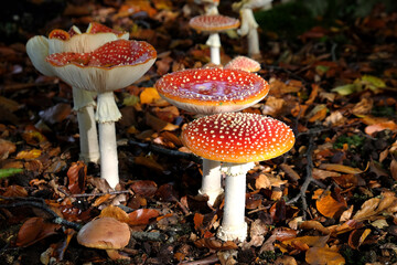 Red and white speckled fly agaric mushrooms in beech woodland