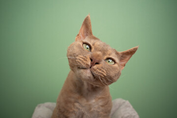 cute fawn lilac devon rex cat looking at camera tilting head portrait on green background with copy...