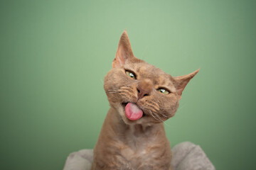 fawn devon rex cat making funny face sticking out tongue looking at camera silly on green background with copy space