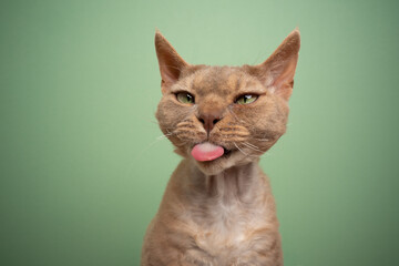 naughty fawn lilac devon rex cat sticking out tongue making funny face on green background with...