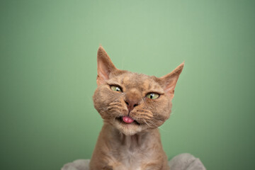 fawn devon rex cat making funny face sticking out tongue looking at camera silly on green...