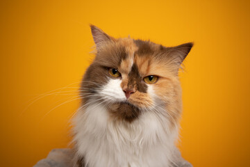 beautiful calico british longhair cat looking serious or angry on yellow background