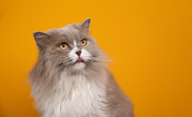 Fototapeta premium fluffy lilac white british longhair cat with yellow eyes looking to the side sticking out tongue on yellow background with copy space
