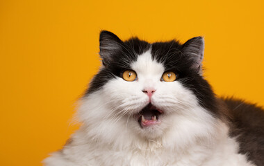 funny face british longhair cat with black and white fur looking shocked with open mouth on yellow background