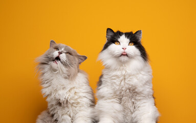 two fluffy british longhair cats side by side grooming licking fur looking funny and silly on...