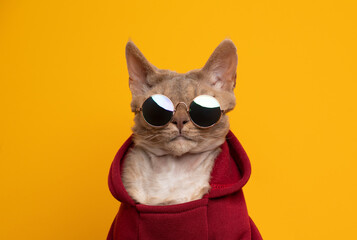 cool cat portrait. fawn lilac devon rex cat wearing red hoodie and round sunglasses looking at...