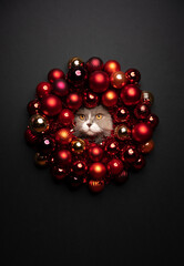 cat christmas card portrait with copy space. lilac white british longhair cat looking through christmas wreath with red baubles