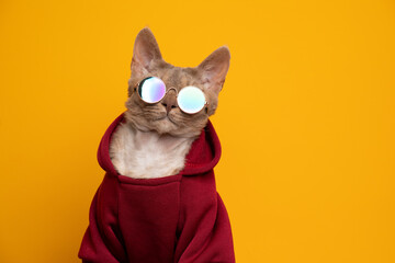 cool cat portrait. fawn lilac devon rex cat wearing red hoodie and round sunglasses looking at camera portrait on yellow background with copy space