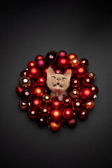 cat xmas card portrait with copy space. fawn devon rex cat sticking head through christmas wreath with red baubles on black background making funny face