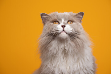 Naklejka na ściany i meble funny fluffy lilac white british longhair cat with yellow eyes looking shocked or surprised on yellow background with copy space