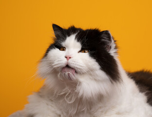 Fototapeta premium black and white british longhair cat grooming licking fur on yellow background making silly face