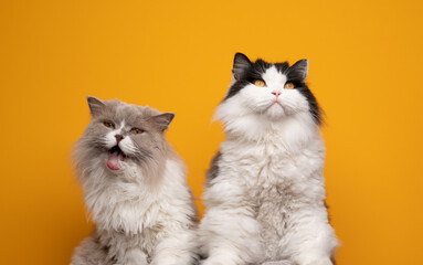 two fluffy british longhair cats side by side grooming licking fur looking funny and silly on...
