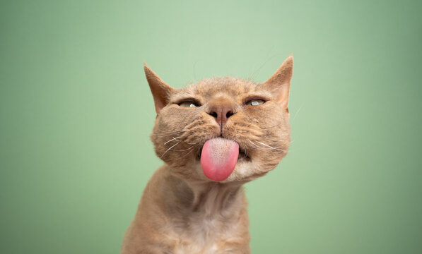 fawn devon rex cat making funny face sticking out tongue looking silly on green background with copy space