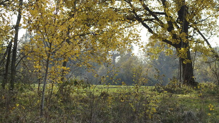 autumn in the forest