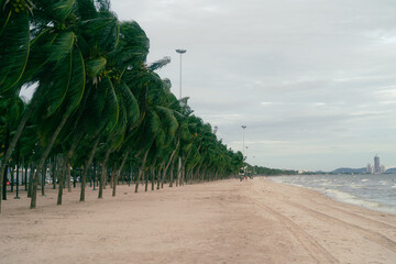 beach with palm trees