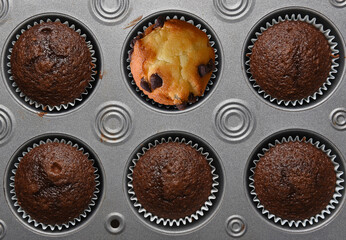 Closeup of a single Chocolate Chip Muffin in a pan of 5 dark Chocolate Muffins.