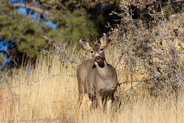 Mule Deer Bucks in the Rockies