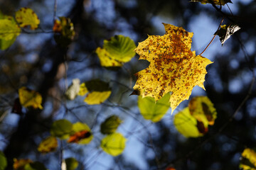 Blatt in der Sonne