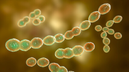 Leuconostoc bacteria, 3D illustration