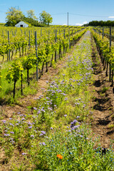 Fototapeta na wymiar floral spacing in organic vineyard, Moravia, Czech Republic