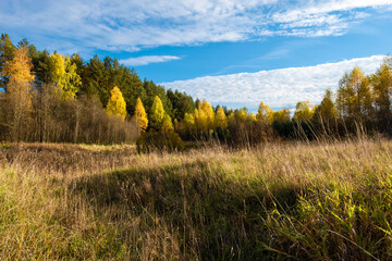 Autumn landscape with green pines and yellow trees and a beautiful blue sky with white clouds.