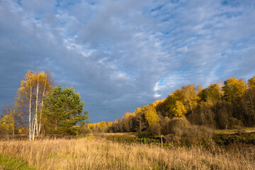 Fototapeta na wymiar Autumn landscape with bright white birch trunks and green pines with a blue cloudy sky.