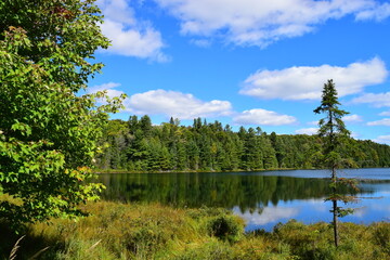 Fototapeta na wymiar View of a forest and lake in Algonquin park