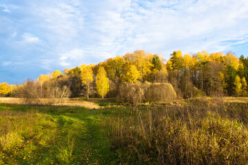 A road overgrown with green grass among tall dry grass and an autumn forest with yellow leaves.