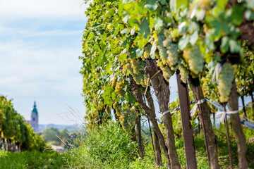 vineyards on the Czech-Austrian border near the village of Hnanice