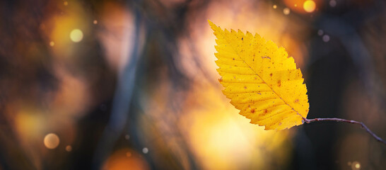 Abstract Autumn/Winter Background with yellow Leaf