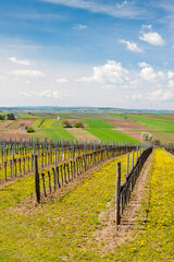Fototapeta na wymiar spring vineyard near Retz, Austria