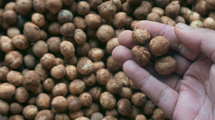 A hand holding Bambara groundnut or Vigna subterranea which still covered with soil.Vigna subterranea ripens its pods underground, much like the peanut. They can be eaten fresh or boiled after drying.