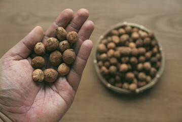 A hand holding Bambara groundnut or Vigna subterranea which still covered with soil.Vigna subterranea ripens its pods underground, much like the peanut. They can be eaten fresh or boiled after drying.