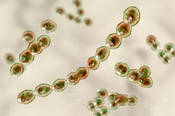 Leuconostoc bacteria, 3D illustration