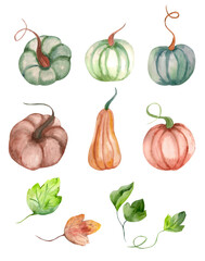 Set of ripe multi-colored pumpkins with leaves. Autumn watercolor illustrations. Natural elements to create a design