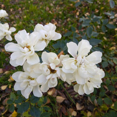 Fototapeta premium White roses