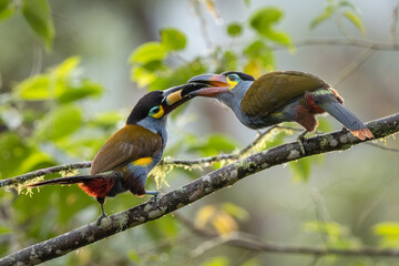 An adult Plate-billed Mountain-Toucan feeding a young