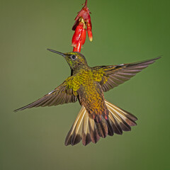 Obraz premium Buff-tailed Coronet feeding on a red tropical flower