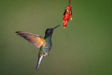Velvet-purple Coronet feeding on a red tropical flower
