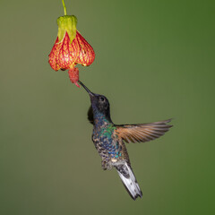 Velvet-purple Coronet feeding on a red tropical flower