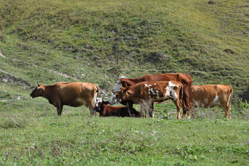 Livestock of cows grazing animals at mountain meadows pasture. Chechnya, Russia