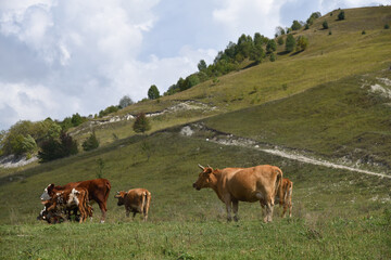 Livestock of cows grazing animals at mountain meadows pasture. Chechnya, Russia