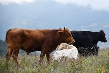 Livestock of cows grazing animals at mountain meadows pasture. Chechnya, Russia