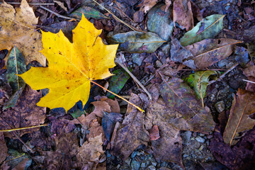 Autumn leaf just fallen from the tree and lying on the ground, and which stands out for its color. 